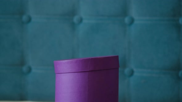 A small grey Scottish kitten climbs out of a round gift box. Nice gift