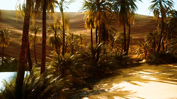 Palm Trees Inside the Dunes