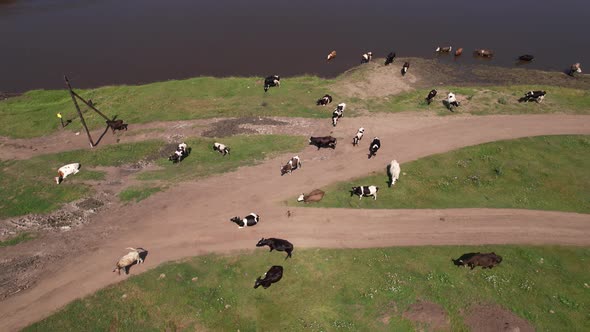 Aerial Drone Shot of Cows Grazing on Pasture Landscape