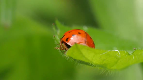 Close up of a red ladybug walking on the edge of a green leave in slow motion from behind.