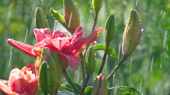 Pink Lily Flower Under Rain