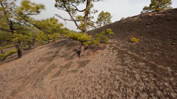 Volcanic Tree Landscape Tenerife Canary Island in Spain FPV Quadcopter Drone Fly Through Nature Park