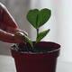 Watering a Home Plant After Replanting - VideoHive Item for Sale