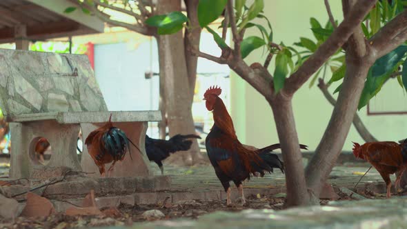Close up of many hen walking around Thai temple territory outdoors on sunny day