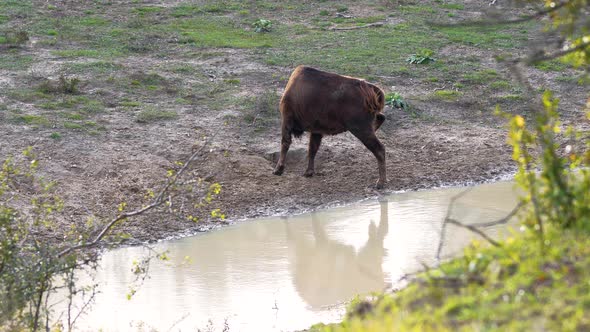 European bison standing by a muddy stream,scratching itself,Czechia.