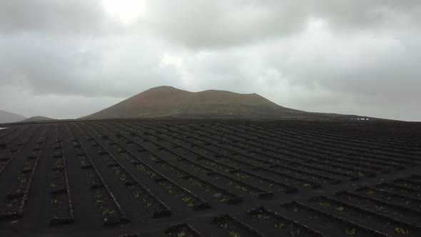 Aerial view winery and vineyard in Lanzarote on black volcanic soil