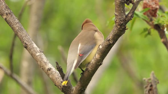 A beautiful close up shot of an injured Cedar waxwing bird perched on a branch in a park, Ontario, C