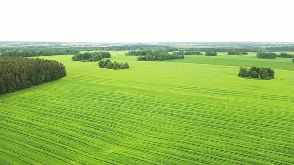 Top View of a Green Field with Trees, a Beautiful Natural Landscape in a Green Sown field.Belarus