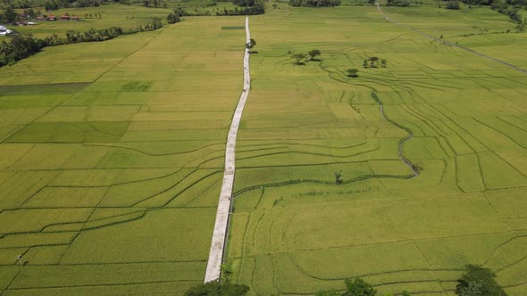 Aerial view of rice field with road in Pronosutan View, Kulon Progo, Yogyakarta