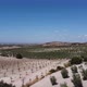 Aerial drone view of olive trees plantation in Spain. Vast fields planted with olive trees. - VideoHive Item for Sale