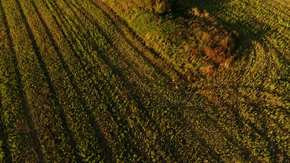 Three deers in beautiful sunset