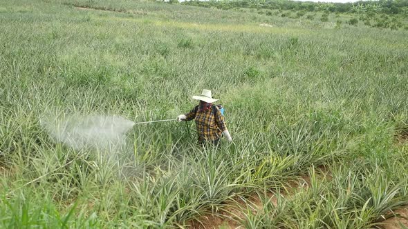 Fertilizer Spraying on Pineapple Farm in Thailand