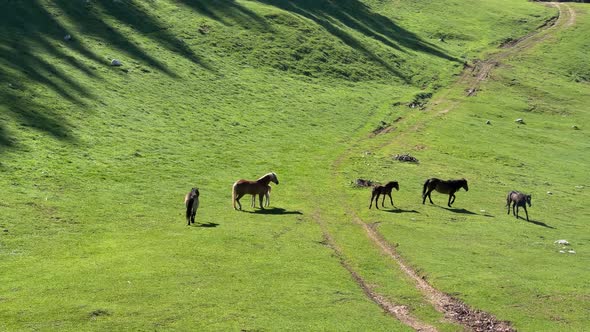 Horses on the meadow