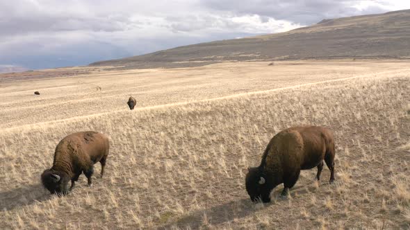 bison grazing with scenic mountains epic circling view