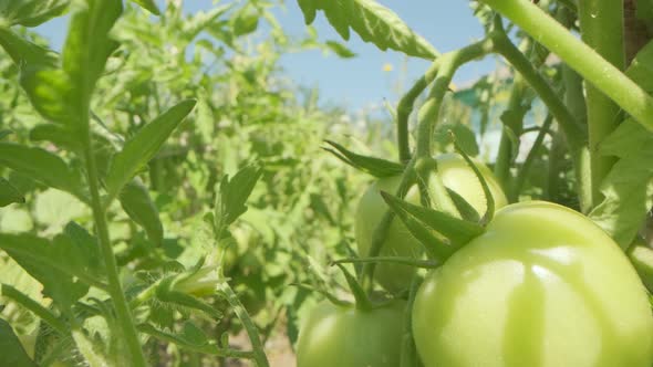 Unripe fresh tomato growing on a bush.