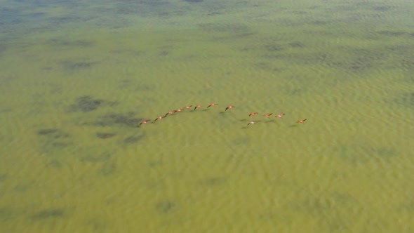 Pink flamingos flying over green waters in Oviedo lagoon, Dominican Republic. Aerial tracking