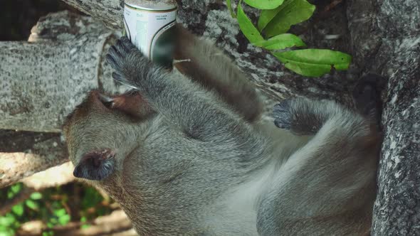 Funny Monkey Drinking Beer On Beach Under a Tree