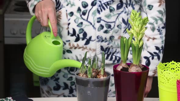 A Woman Waters The Transplanted Primroses From A Watering Can.