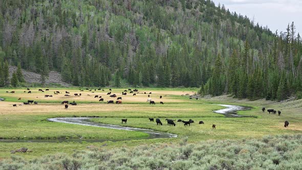 Panning view of cattle herd scattered through meadow with river flowing through