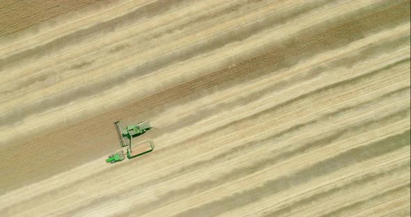 Combine harvester transferring freshly harvested wheat to tractor-trailer for transport.