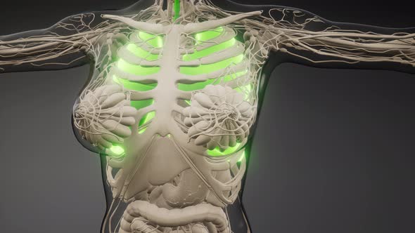 Human Lungs Radiology Exam alt