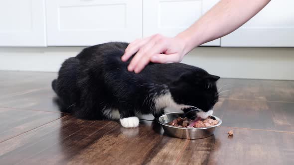 Black Cat Eating From Pet Bowl At Home