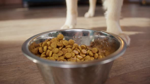 Golden Retriever Eating Dog Food From Metal Bowl Concept of Online Shop Delivery for Pets