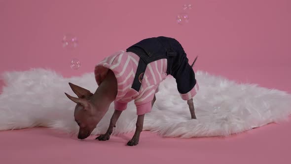 Xoloitzcuintle in a Jumpsuit Stands on a White Blanket on a Pink Background