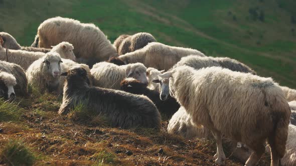 Herd of Sheep Grazing at Pasture