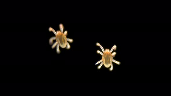 Tick (Acari) Under a Microscope, Found in Moss, on a Black Background in Motion