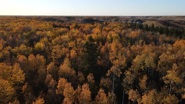 Cinematic drone footage of a forest in autumn with autumnal treetops inement due to wind in central