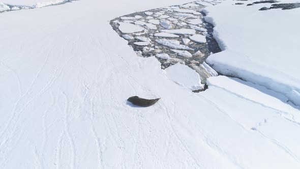 Weddell Seal Rest Antarctica Snow Aerial View