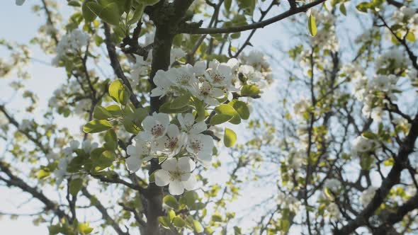 Spring Apple Flowers on Apple Branch Trees Blossom in the Garden Super Slow Motion