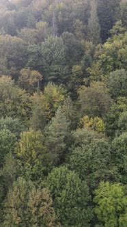 Aerial View of Trees in the Forest