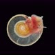 Snail Family Planorbidae Under Microscope Order Pulmonata - VideoHive Item for Sale