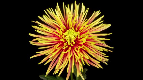 Beautiful Red - Yellow Chrysanthemum Flower Opening