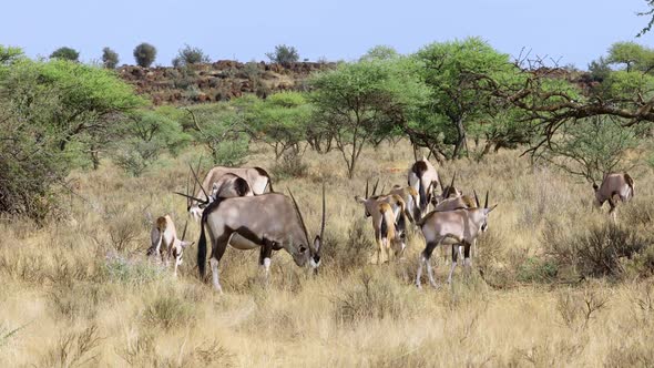 Gemsbok Antelopes In Natural Habitat - South Africa