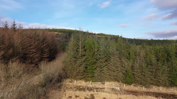 Flying Next To Dying Forest Close To the Town Glenties in County Donegal, Ireland