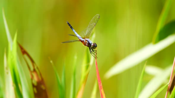 Brachydiplax chalybea (Blue dasher) perching in grass. 4K