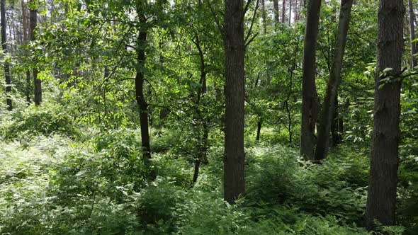 Beautiful Green Forest on a Summer Day Slow Motion