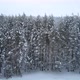 Winter pine forest - VideoHive Item for Sale