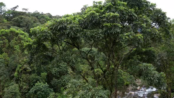 Aerial view of a tree crown, circling around the tree with dark green leaves 