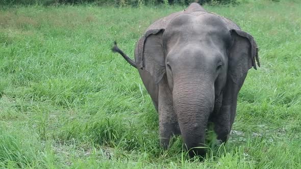 Single large bull elephant eats grass in a wet marsh