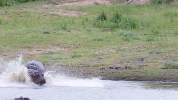 Large African hippo chases smaller hippo into the water, Kruger NP