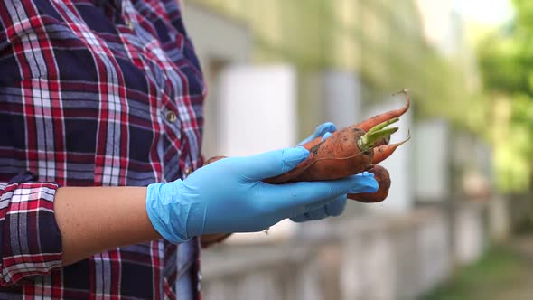 Close-up of a Girl Gardener in Blue Gloves Holding Freshly Dug Carrots