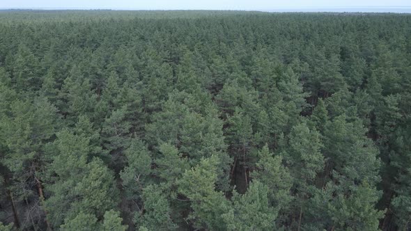 Green Pine Forest By Day Aerial View