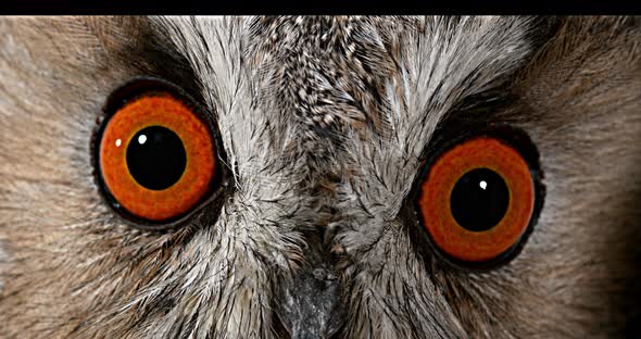 Long Eared Owl, asio otus, Portrait of Adult, close up of Eyes, Normandy in France, Real Time 4K