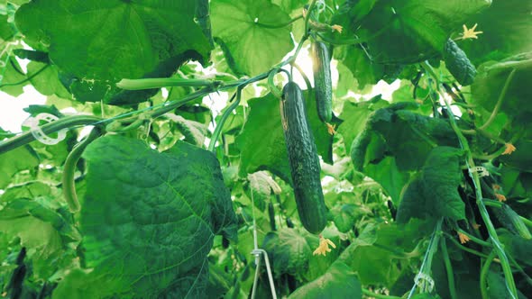 Green Ripe Cucumbers Are Growing in the Glasshouse