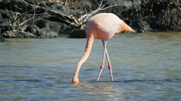 feeding flamingo with mangrove trees in the distance at isla santa cruz