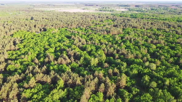 Aerial View Of Green Forest Landscape